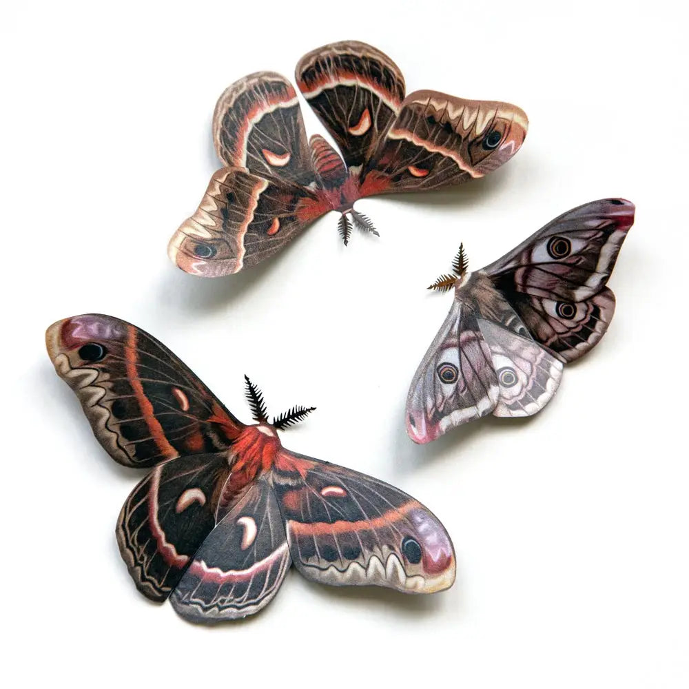 Butterfly Fine Paper Specimens