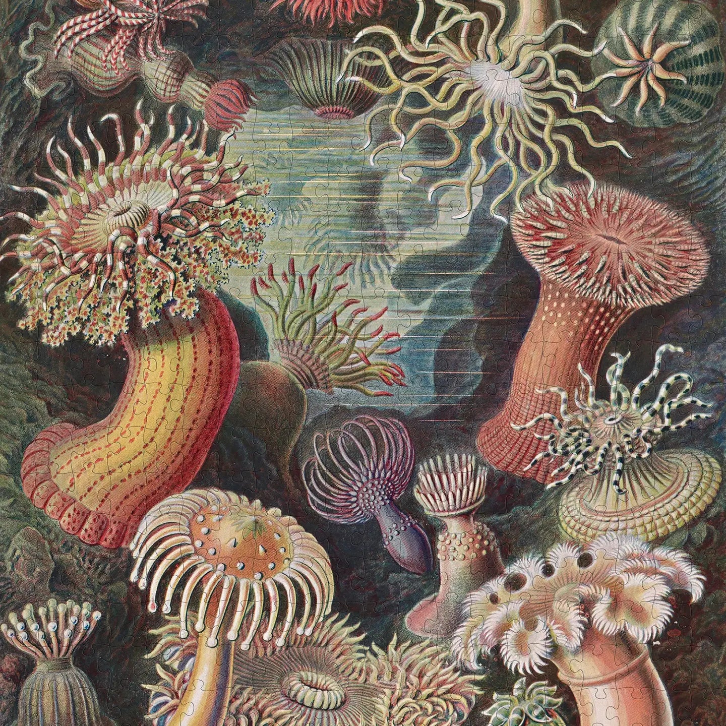 Ernst Haeckel: Sea Anemones 500-Piece Jigsaw Puzzle