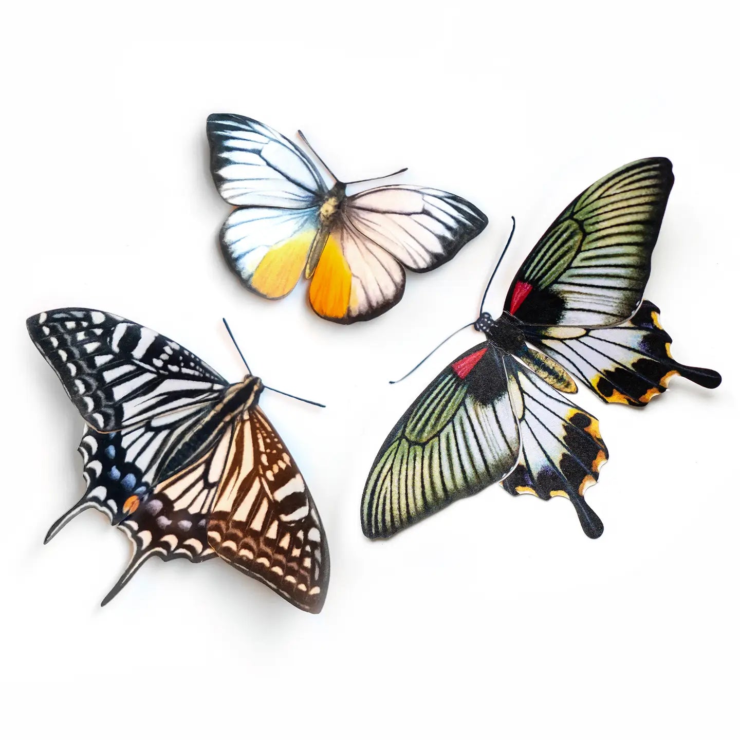 Butterfly Fine Paper Specimens