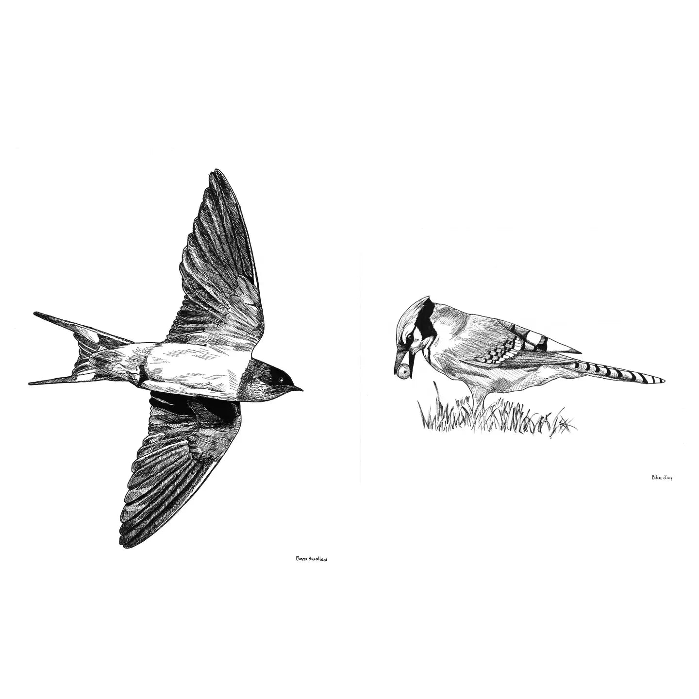 Slow Birding