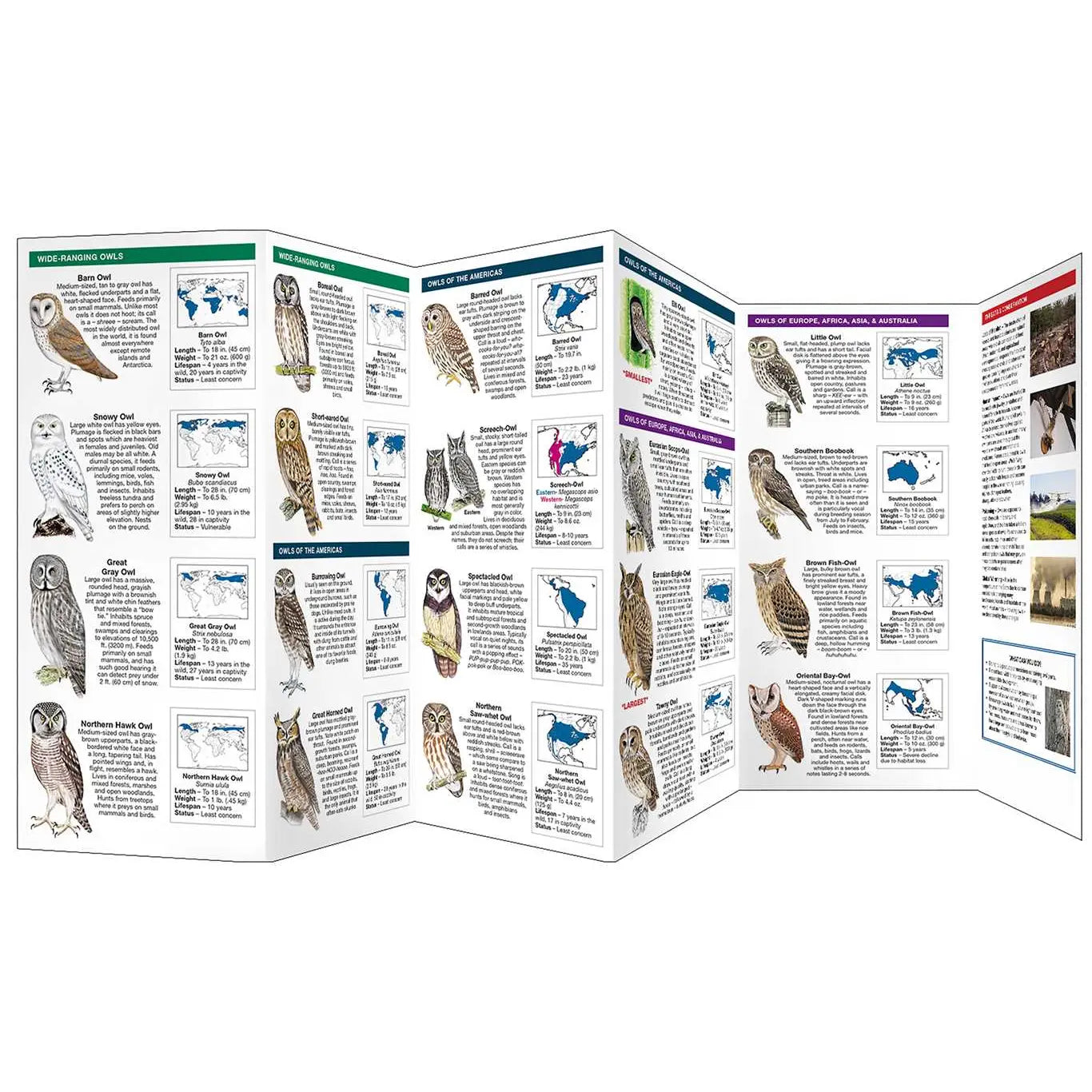 Owls Pocket Guide