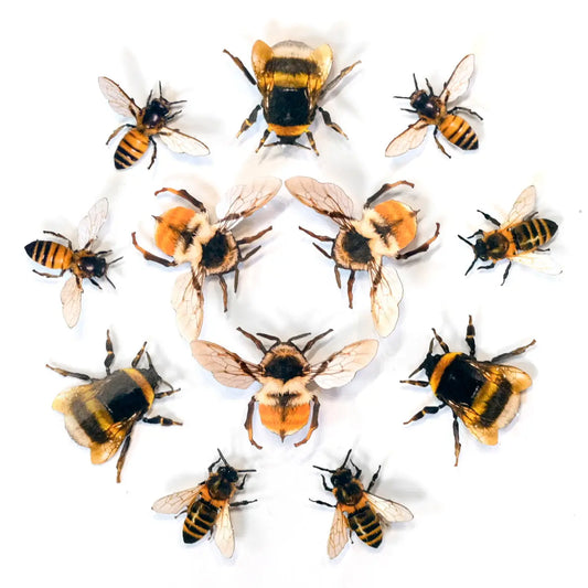 Bee Fine Paper Specimens