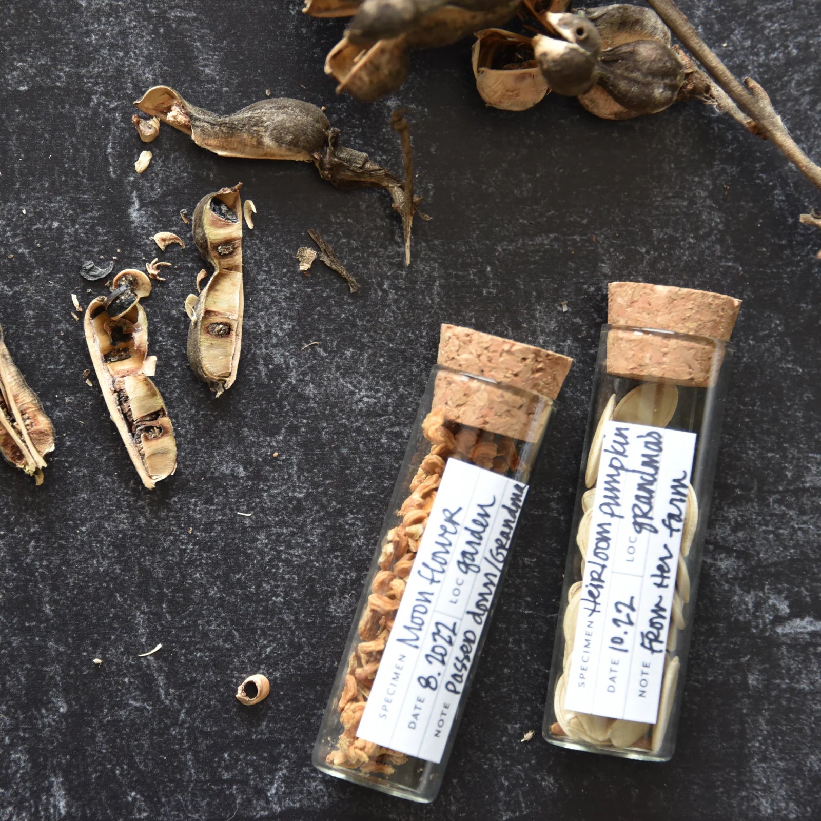 June & December Seed Collecting Kit - Thumbnail 2