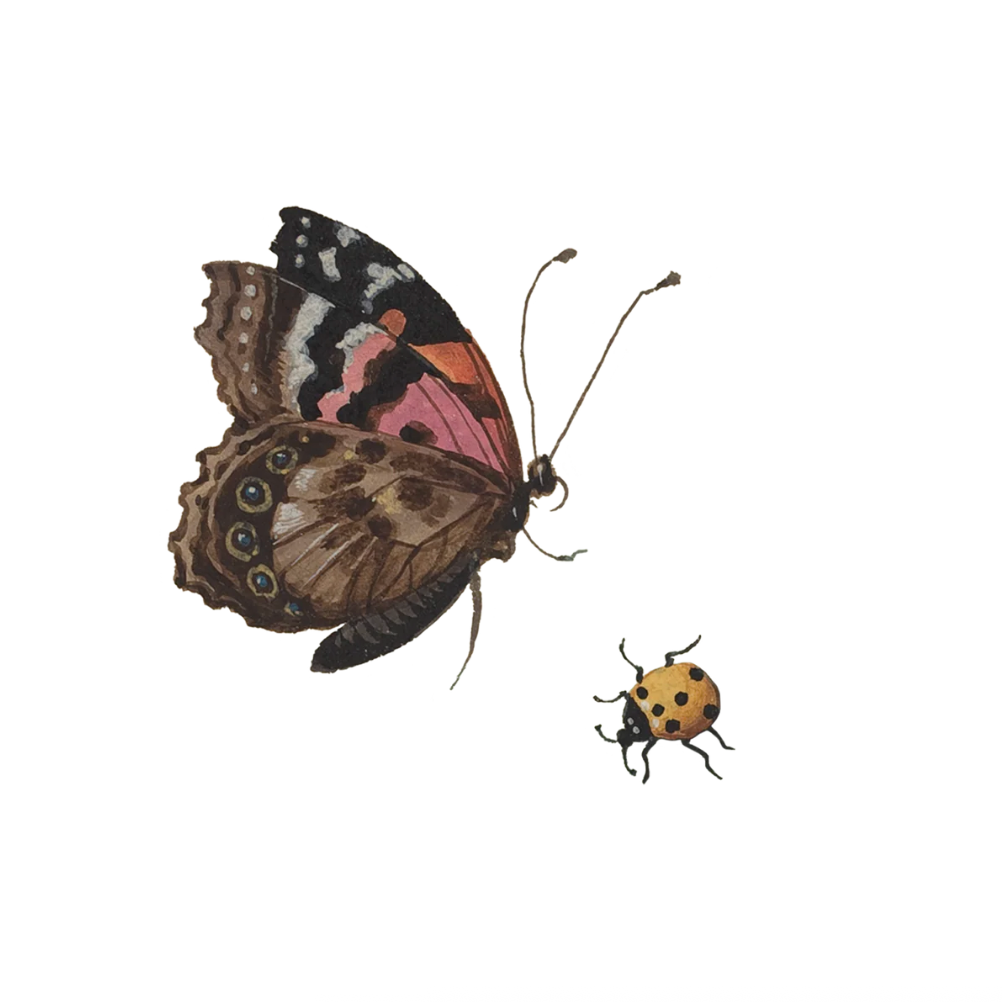 butterfly & beetle