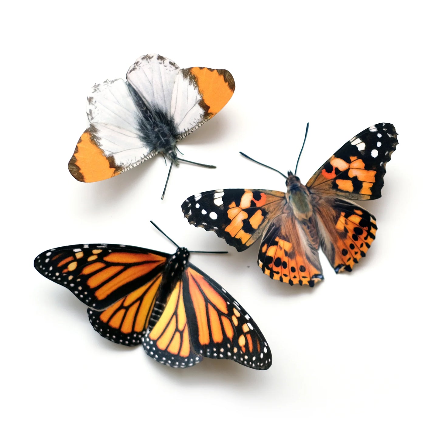 Butterfly Fine Paper Specimens
