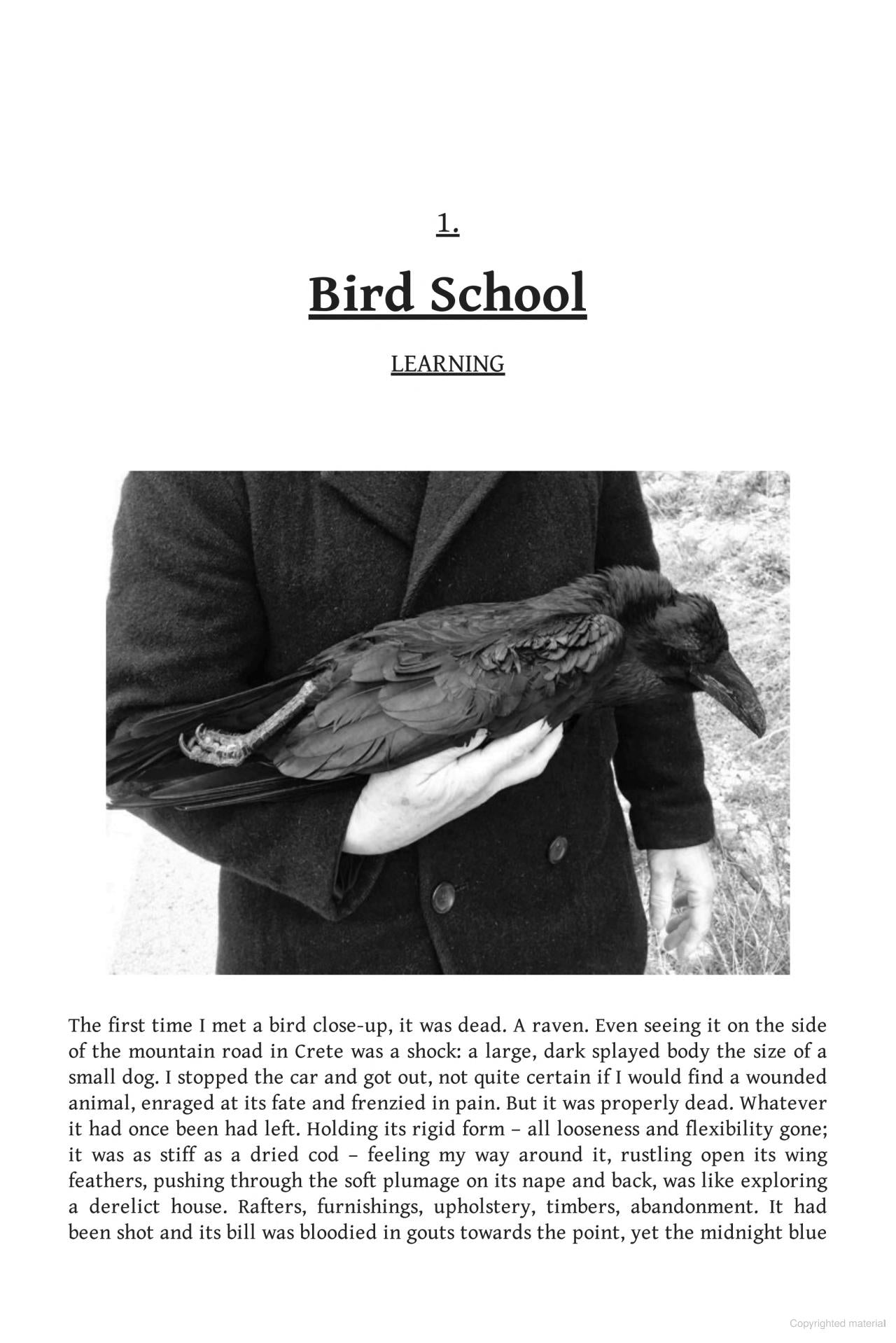 Bird School: A Beginner in the Wood
