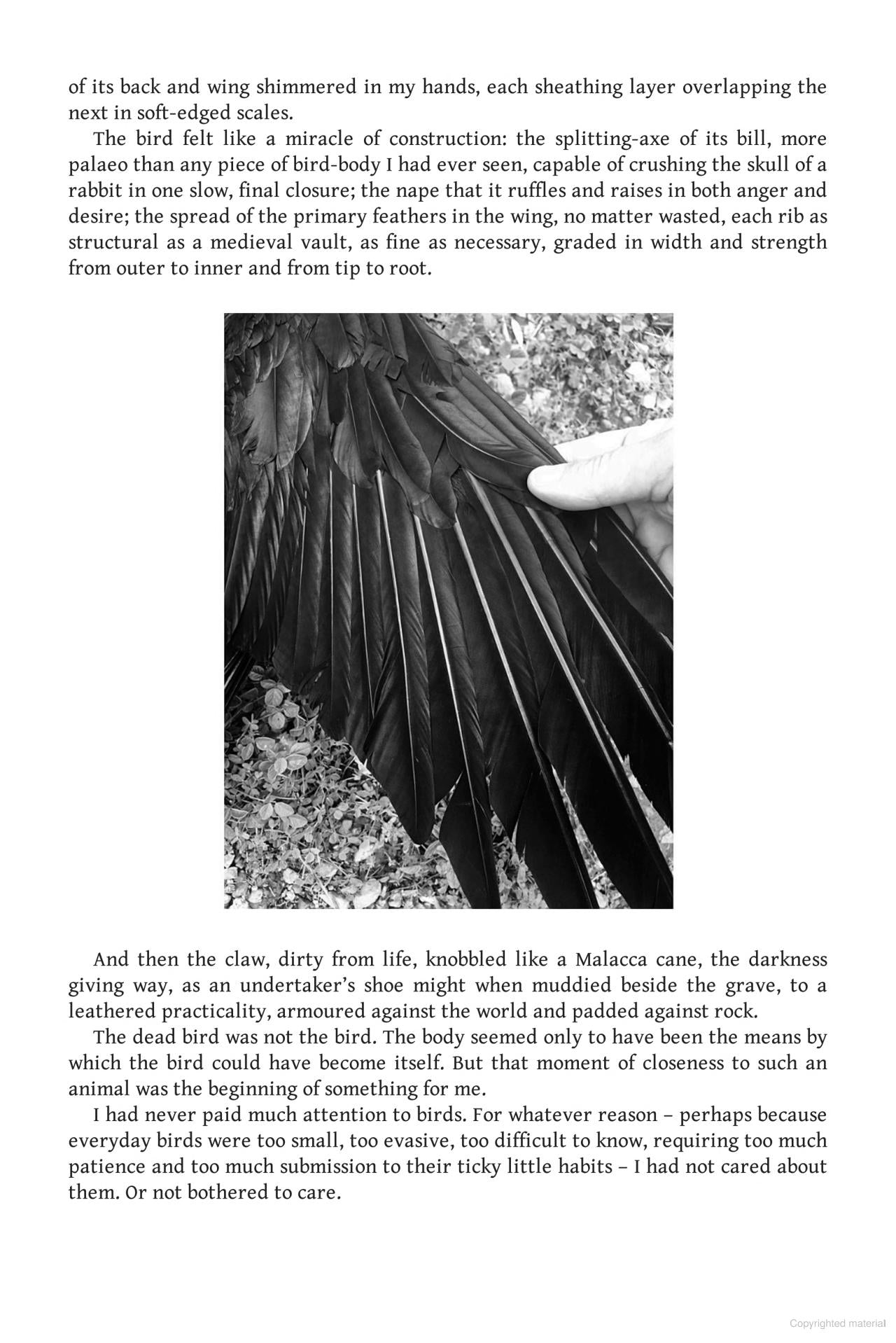 Bird School: A Beginner in the Wood