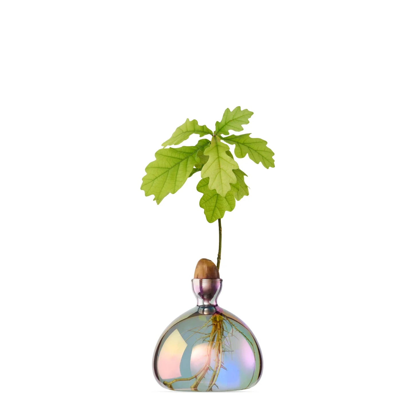 Acorn Vase