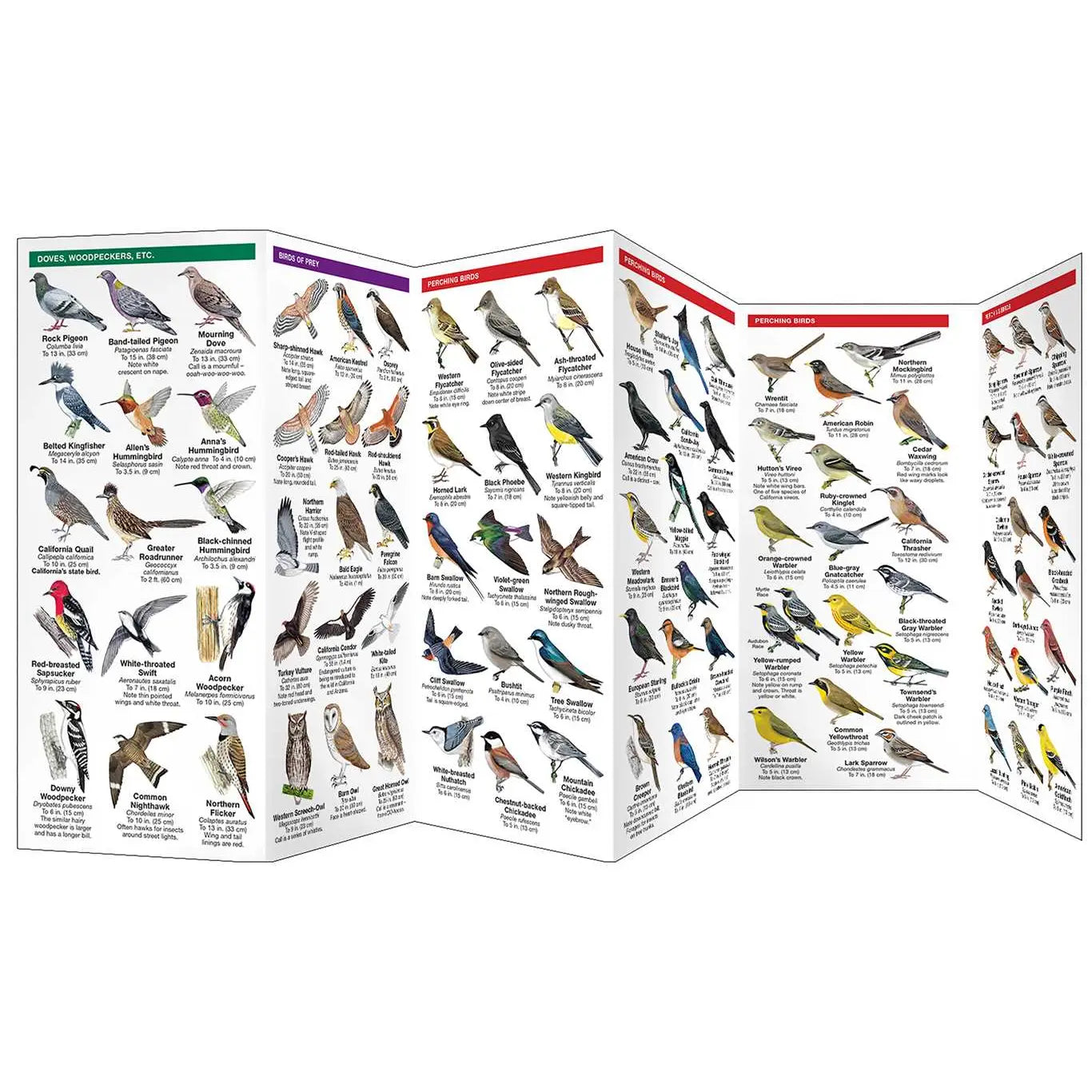 California Birds Pocket Guide