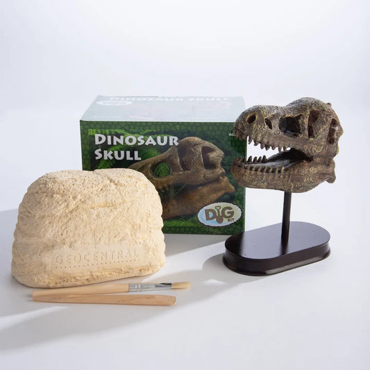 Dinosaur Skull Dig Kit