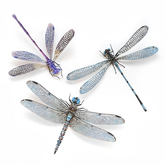 Dragonfly Fine Paper Specimens