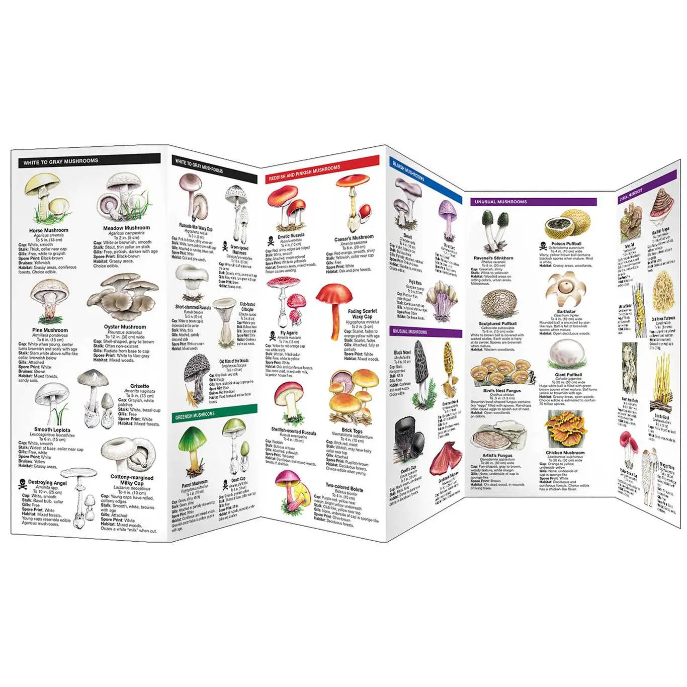 Mushrooms Pocket Guide