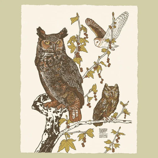 Owls For Pasadena Audubon Print