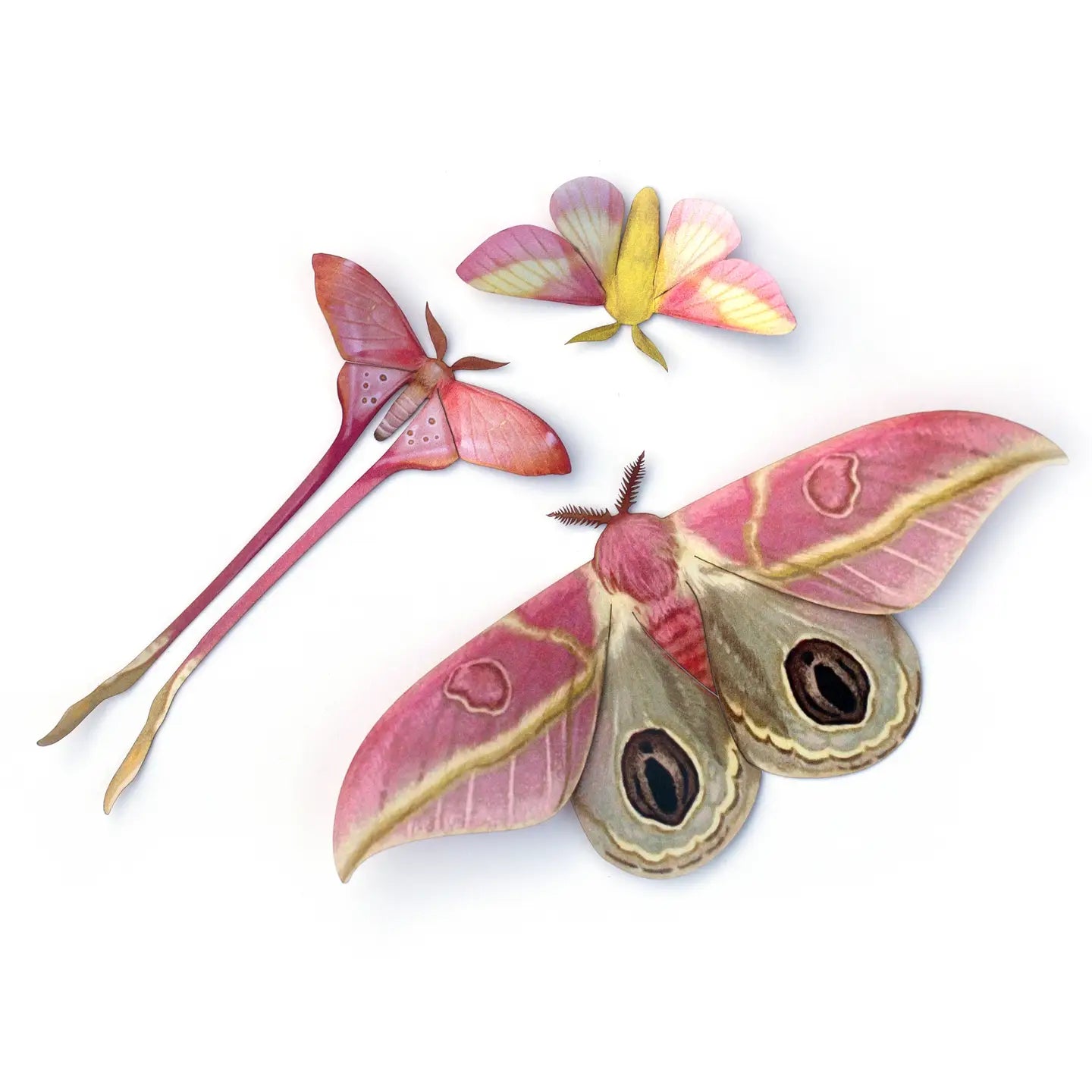 Butterfly Fine Paper Specimens