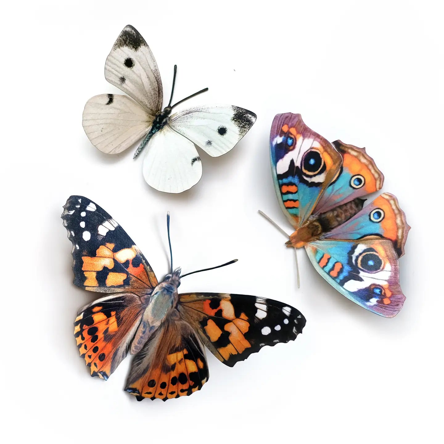Butterfly Fine Paper Specimens