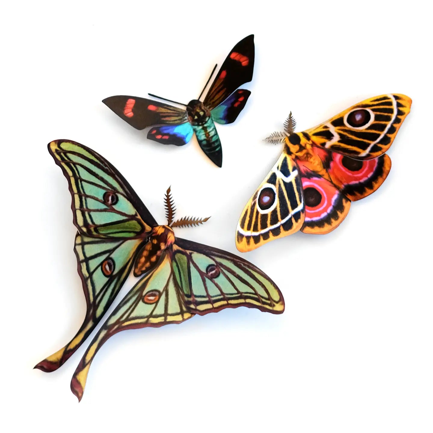 Butterfly Fine Paper Specimens