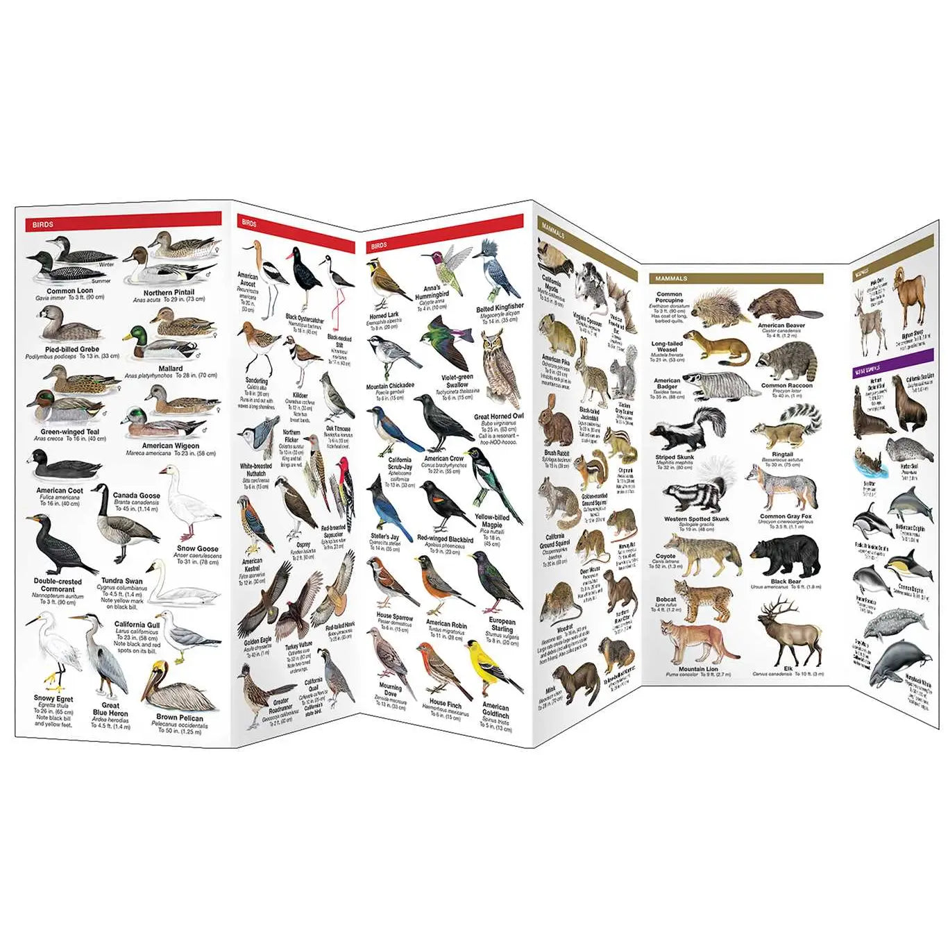 California Wildlife Pocket Guide