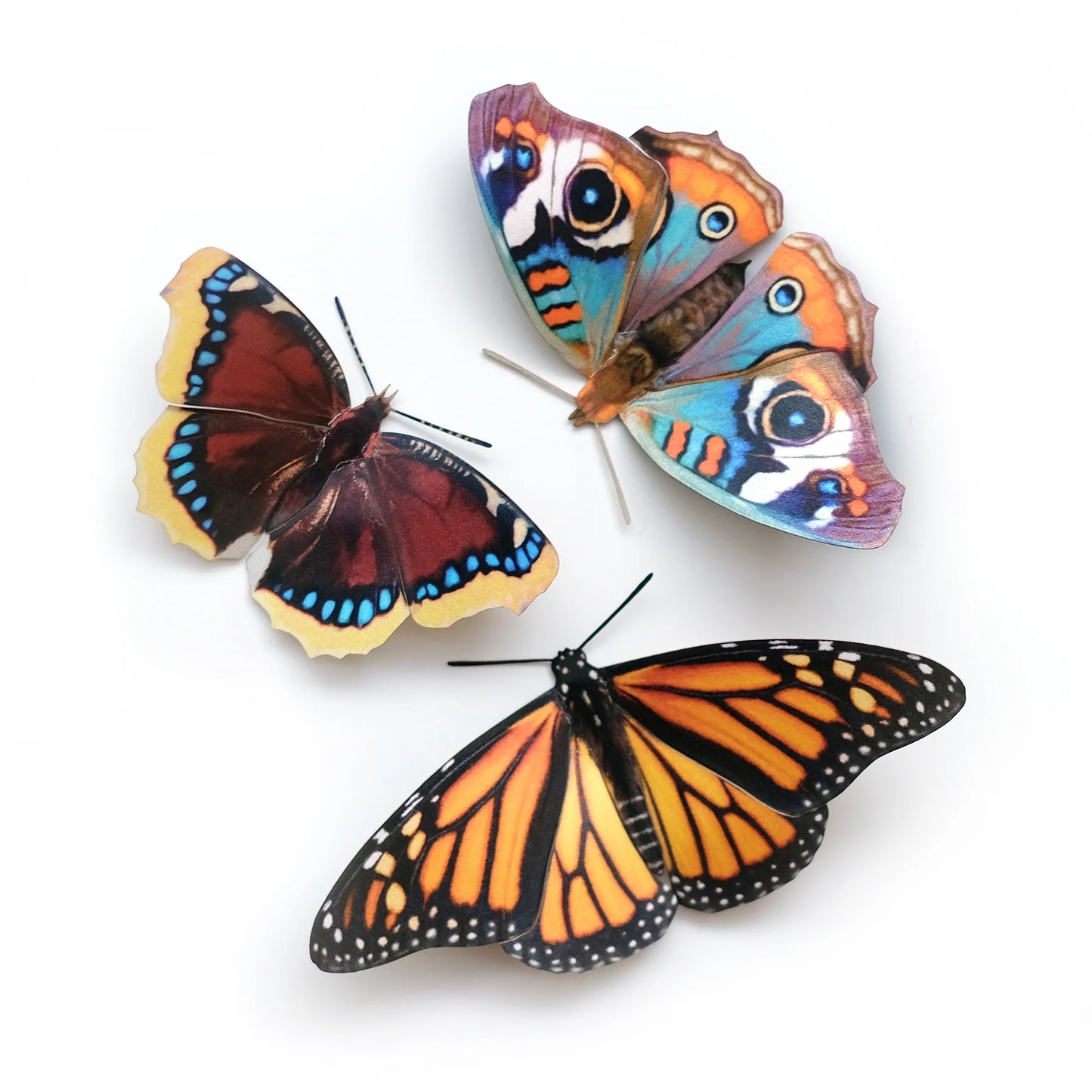 Butterfly Fine Paper Specimens