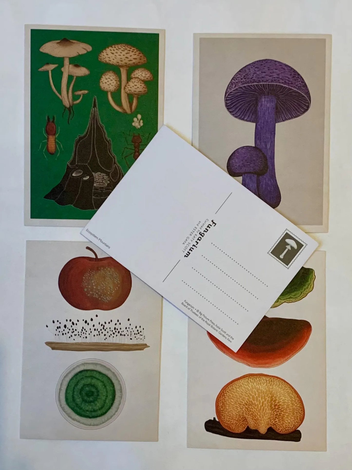 Fungarium Postcard Box Set