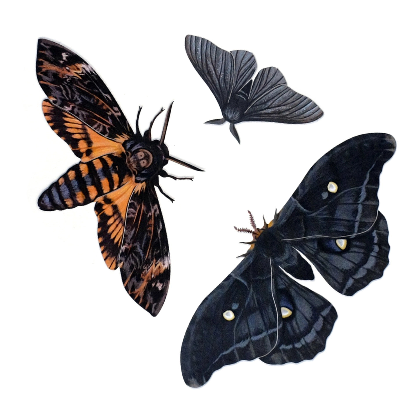 Butterfly Fine Paper Specimens