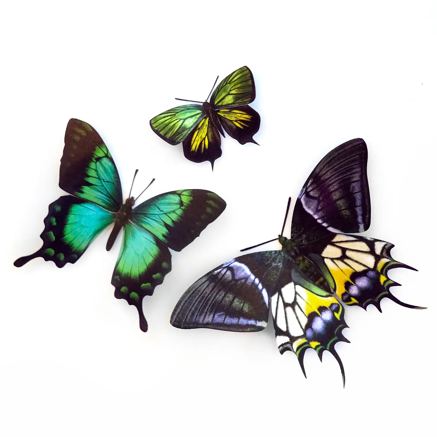 Butterfly Fine Paper Specimens