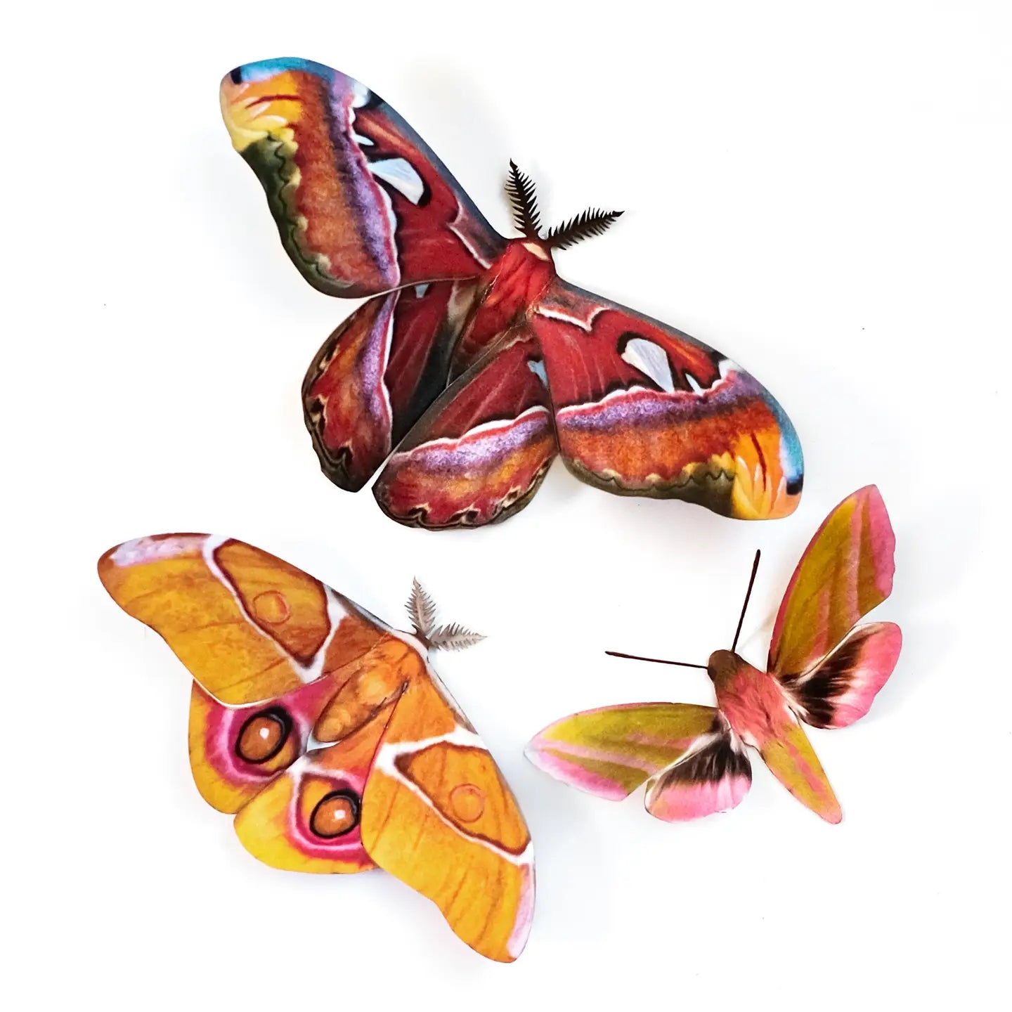 Butterfly Fine Paper Specimens