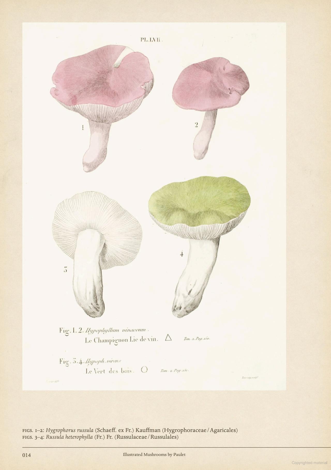 Mushroom Botanical Art