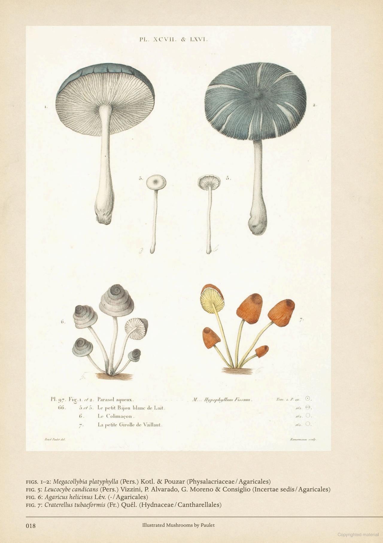 Mushroom Botanical Art