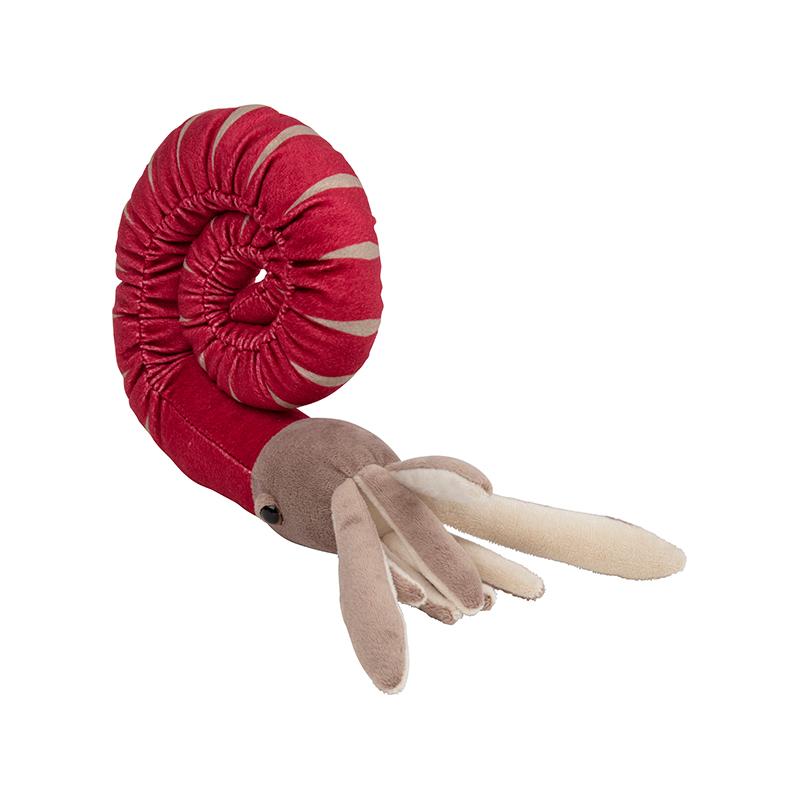 Paleozoic Ammonite