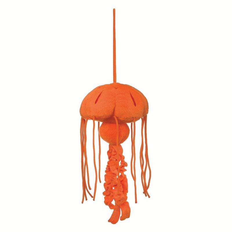 Chrysaora Jellyfish