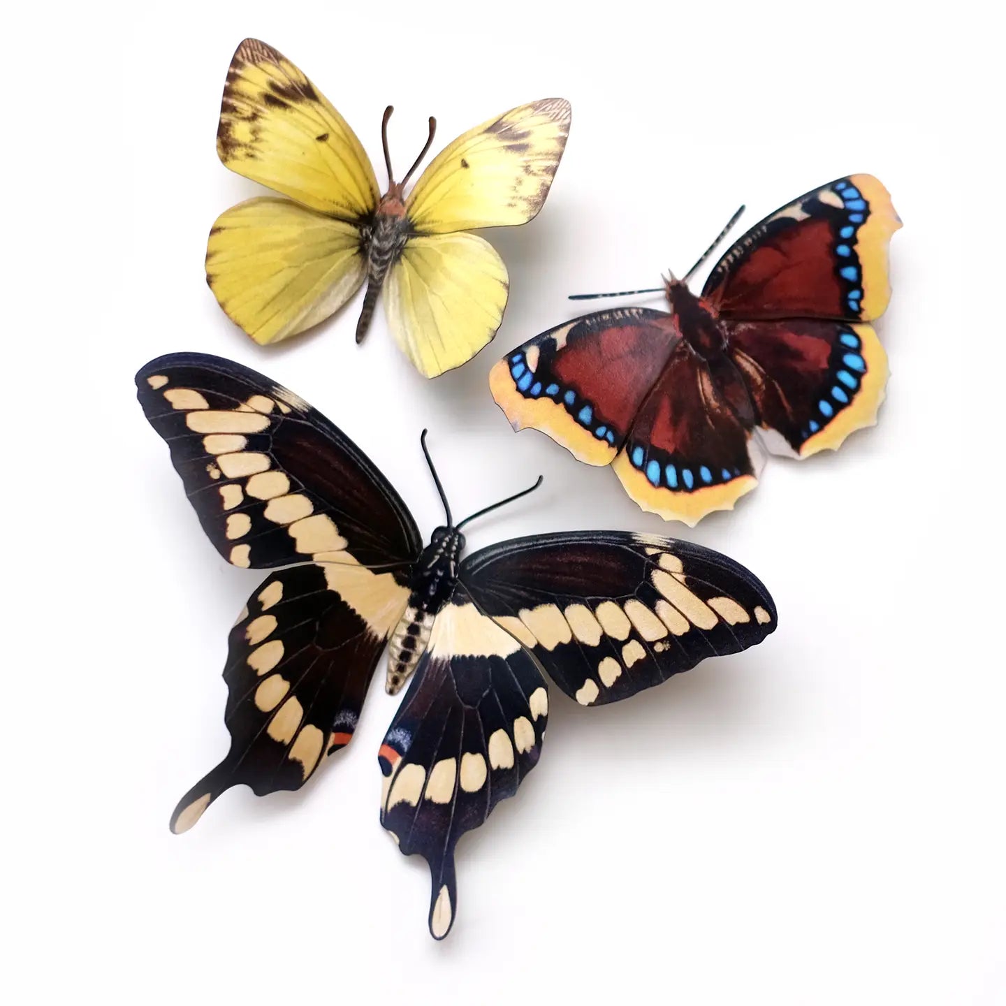 Butterfly Fine Paper Specimens