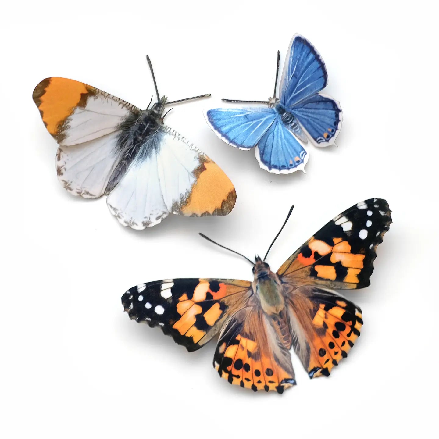 Butterfly Fine Paper Specimens