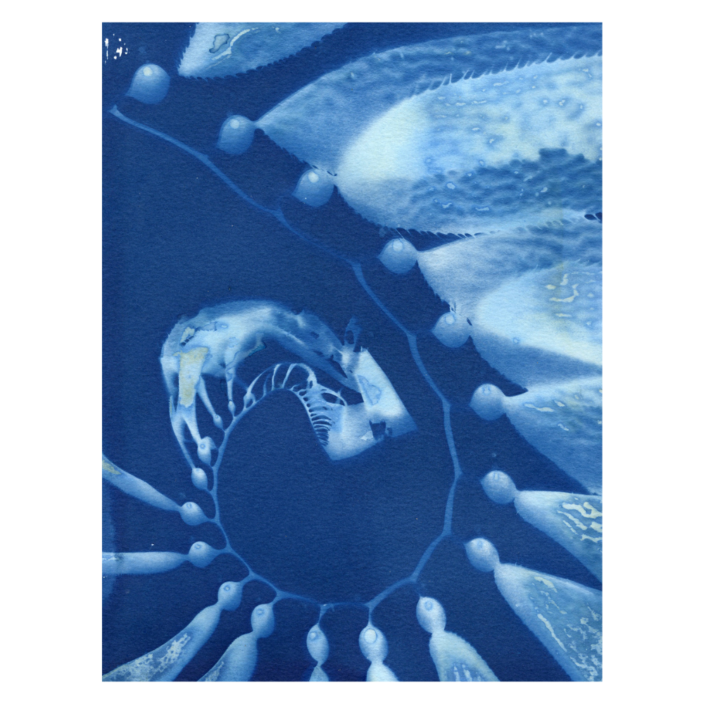 Medium Cyanotype Giant Kelp Prints