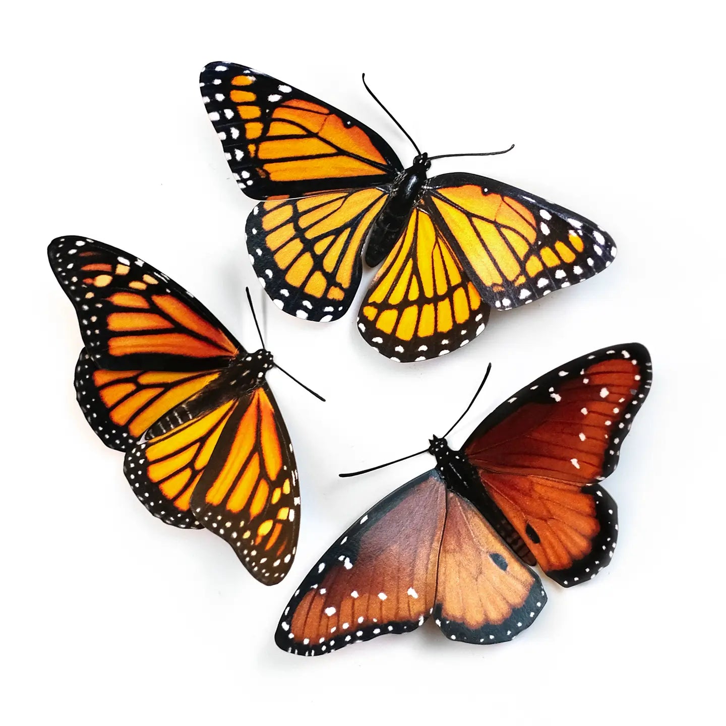 Butterfly Fine Paper Specimens