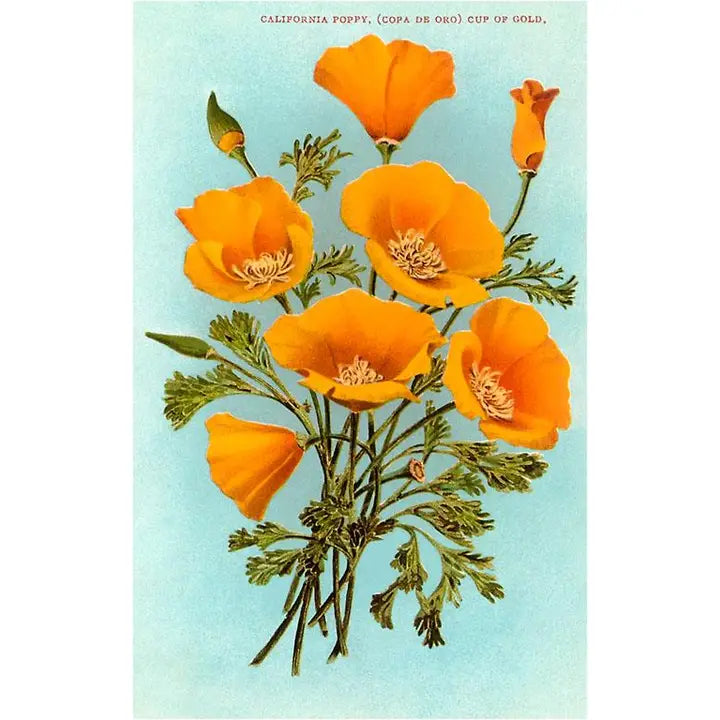 Balboa Park Postcards