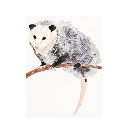 Opossum Art Print