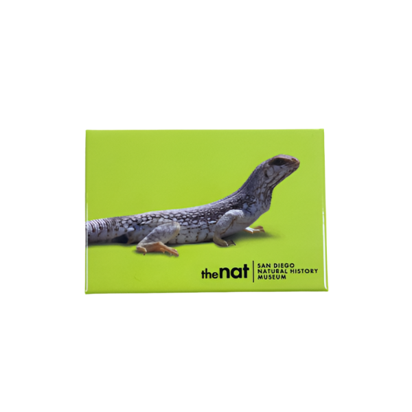Museum Collections Magnets