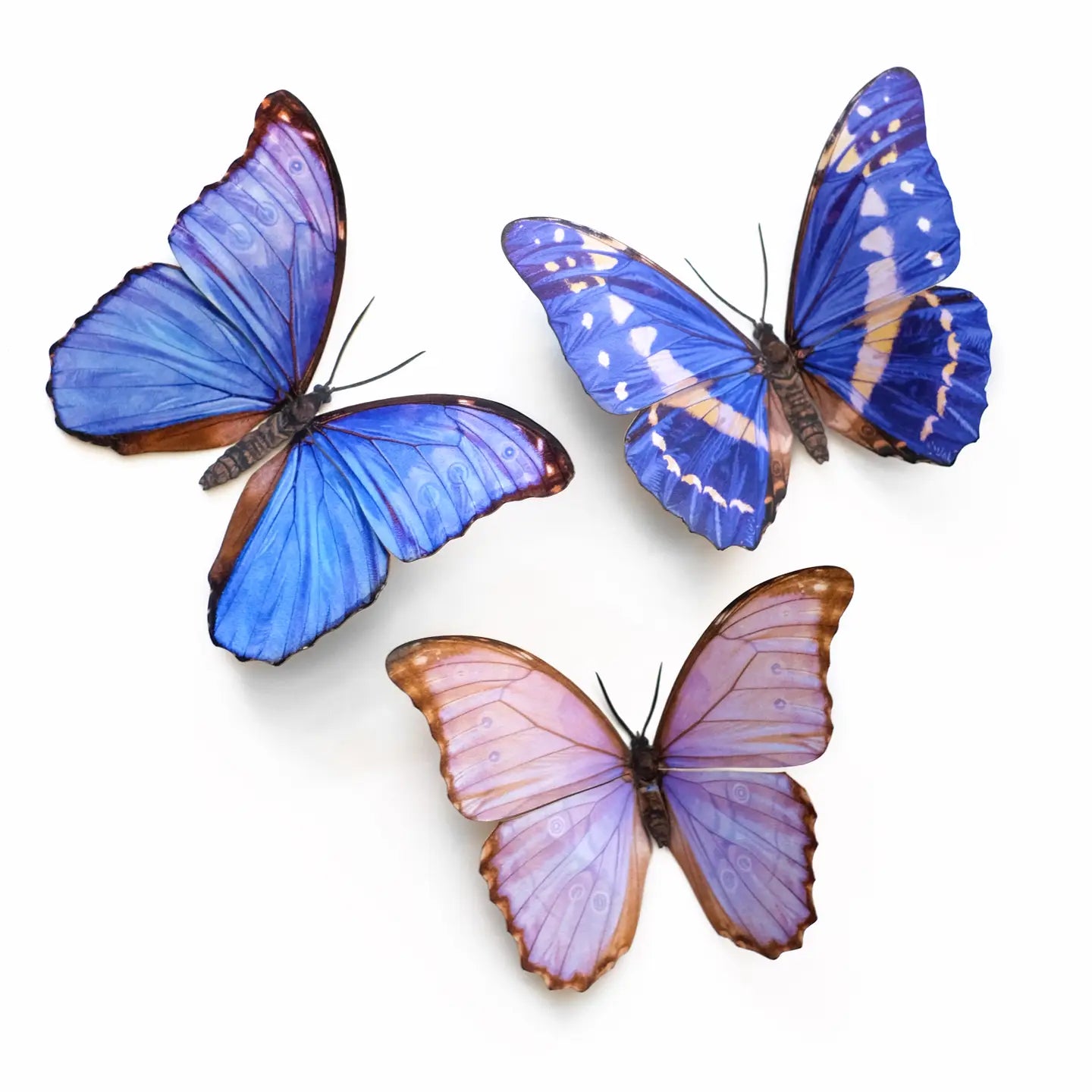 Butterfly Fine Paper Specimens