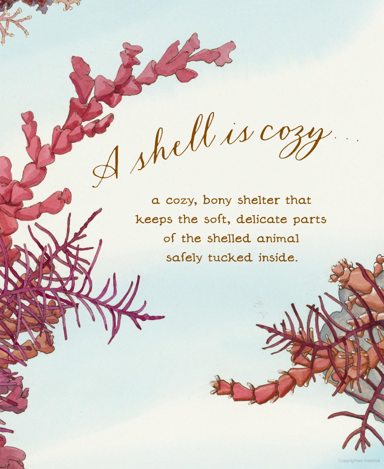 A Shell is Cozy