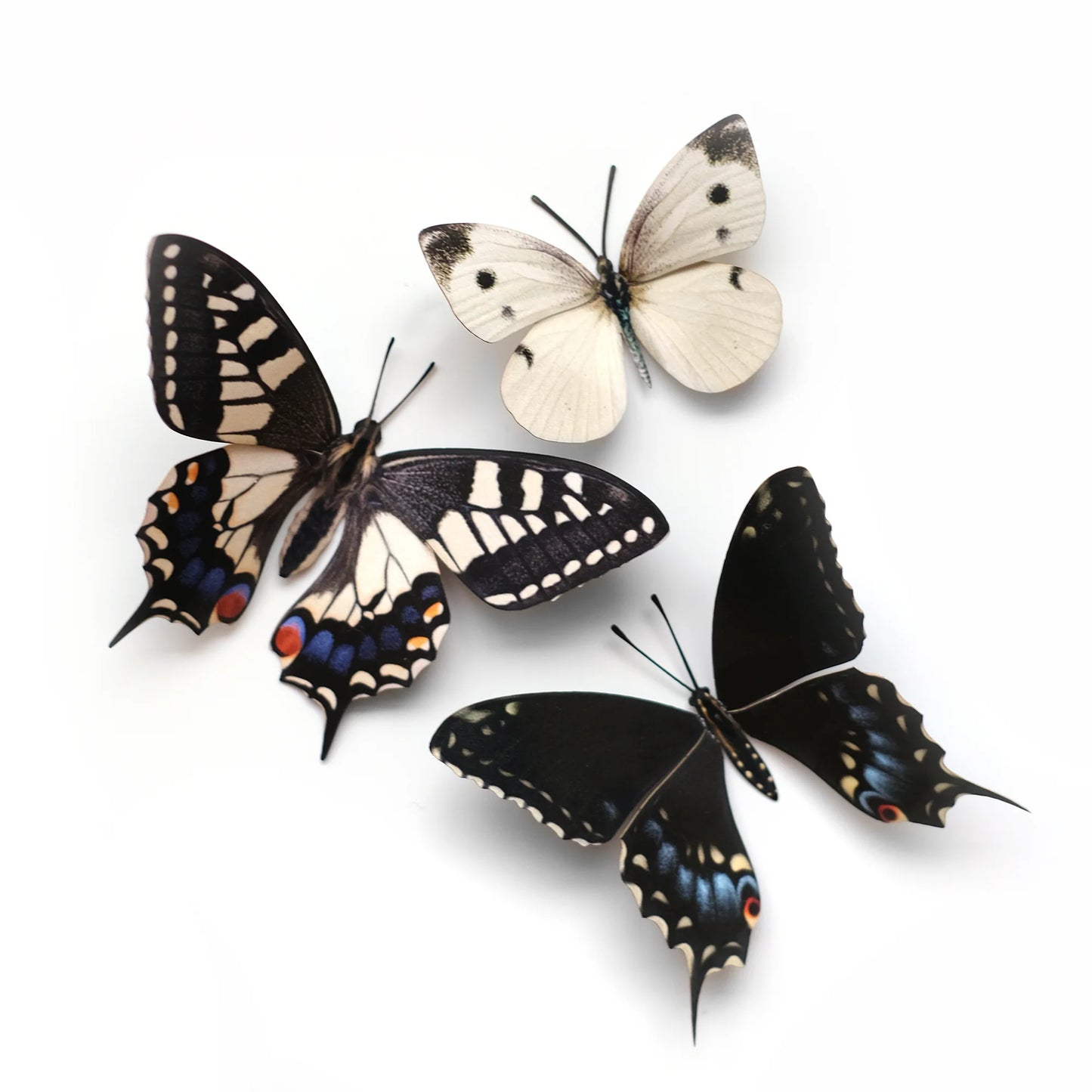 Butterfly Fine Paper Specimens