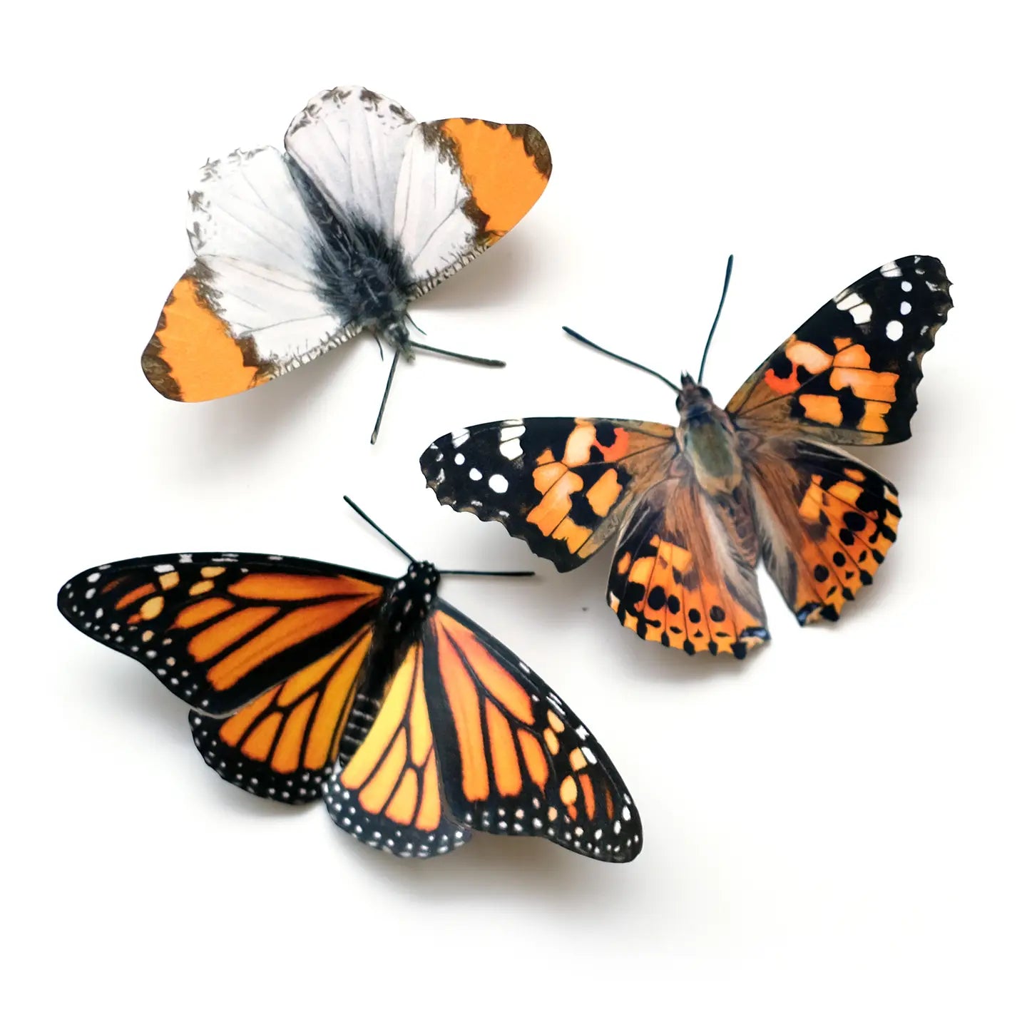 Butterfly Fine Paper Specimens